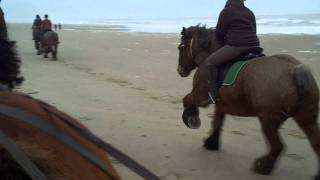 geboren piek Luxe Belgische Trekpaarden onder het Zadel - YouTube