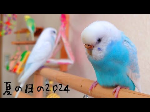 梅雨にも負けず…！我が家のインコたちみんな元気です