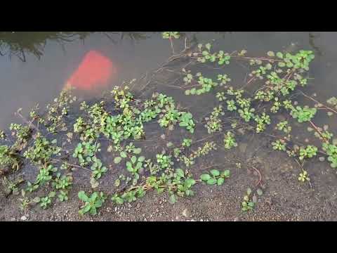 Aquatic Plants Around Me Aquatic Plants Around Me
If you want live food cultures, plants, 3d printed stuff, spawning mops, sh