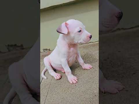 suscribete por favor 🙏 #pets #cuteanimals #puppy #cutebaby #cute #dog #dogs #dogshorts #doglife