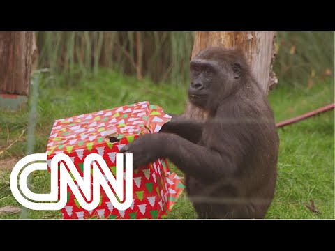 Animais do zoológico de Londres recebem presentes | JORNAL DA CNN