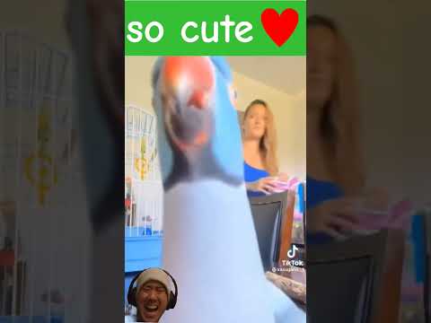 so cute♥♥♥#parrot #love #cute