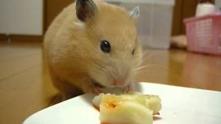 クリスマスケーキを食べるキンクマハムスター - YouTube