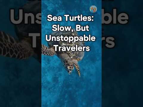 Sea Turtles: Slow, But Unstoppable Travelers