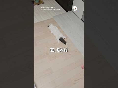 暑い季節にぴったりの涼しい猫の様子 サムネイル