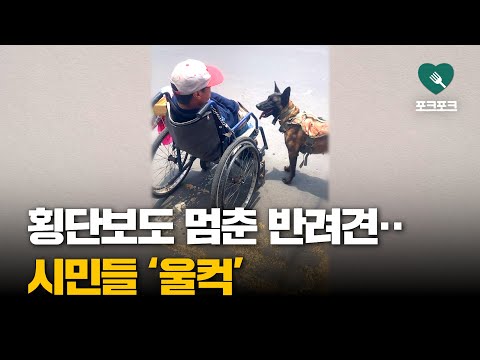 횡단보도 멈춘 반려견···전 세계도 ‘울컥’