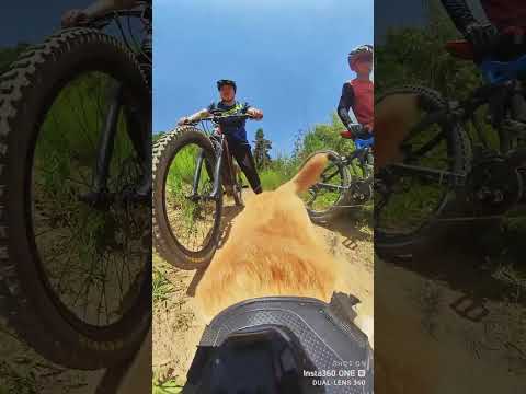 #emtblife #emtb  The world from a different angle🐶 | Riding with dog | By Frey Bike