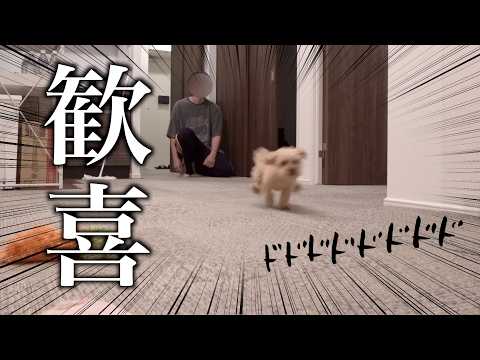 新居にタイルマットを敷いて大喜びするトイプードル