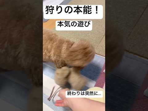 【トイプードル】おもちゃﾌﾞﾝﾌﾞﾝ【遊び】 #トイプードル #可愛い #トイプー #toypoodle #癒し #プードル #犬のいる生活 #犬のいる暮らし