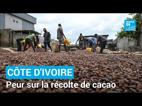 Côte d'Ivoire : peur sur la récolte de cacao après des pluies exceptionnelles • FRANCE 24