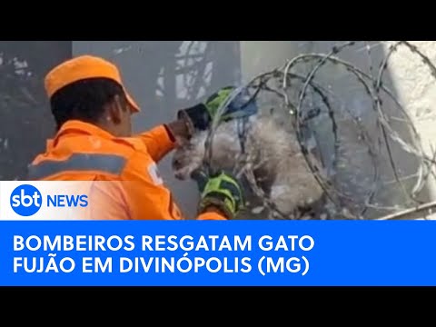 Bombeiros resgatam gato fujão em Divinópolis (MG) | SBT News (05/04/24)
