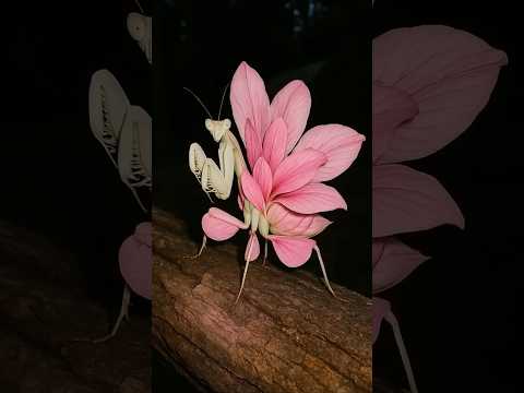 Orchid Mantis: Nature's Master of Disguise – Stunning Clips