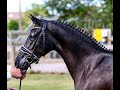 Dressage pony Zwarte blikvanger! 5 jarige Welsh Ster merrie D-pony uit top stam
