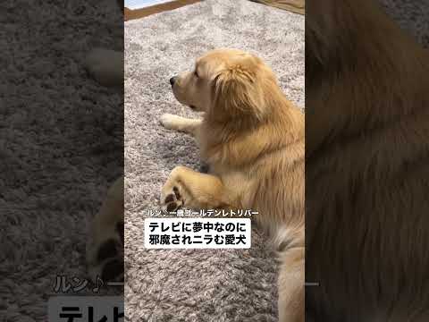 テレビに夢中なのに邪魔されニラむ愛犬 #ゴールデンレトリバーのいる生活 #ゴールデンレトリバー #大型犬のいる生活 #goldenretreiver