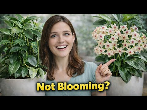 Why Your Hoya Is Not Blooming? (30 Hoyas – Proof) - Complete Hoya Care & Flowering Guide!