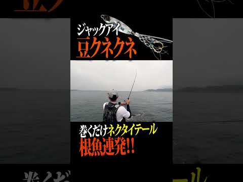 豆クネクネで根魚連発！やはりネクタイは釣れますね！　#釣り #ショアジギング #メタルジグ #ロックフィッシュ #キジハタ #豆クネクネ