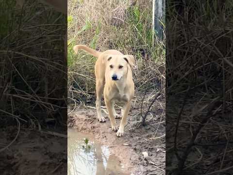 #puppy #doglover #cute #animals #funny #doglove #dog #barking #love #shortvideo #top #pets #cat