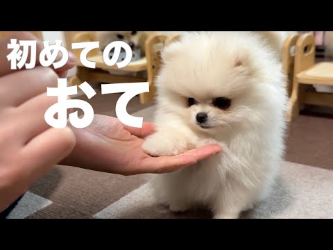 おてを覚えた仔犬のポメラニアン
