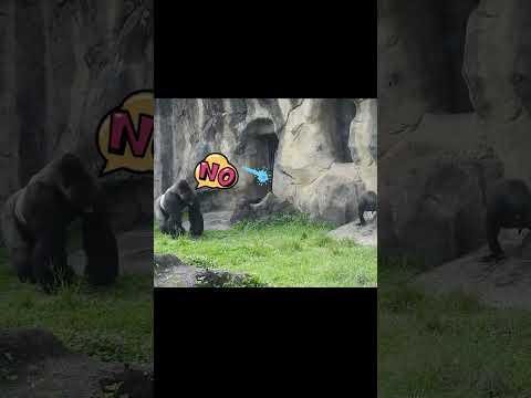 #gorilla D