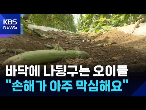 바닥에 나뒹구는 오이들…농민들 "손해가 아주 막심해요" / KBS  2026.07.24.