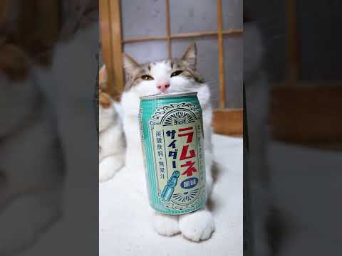 猫の動画サムネイル - ラムネ風味サイダー　250519　#ねこ #のせ猫 #cat #cute #ネコ #cutecat #猫のいる暮らし #animals #pets #kitty