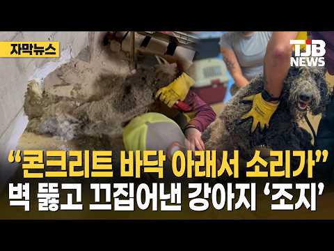 “콘크리트 바닥 아래서 소리가”…<strong>벽</strong> 뚫고 끄집어낸 강아지 ‘조지’｜ TJB 대전·세종·충남뉴스