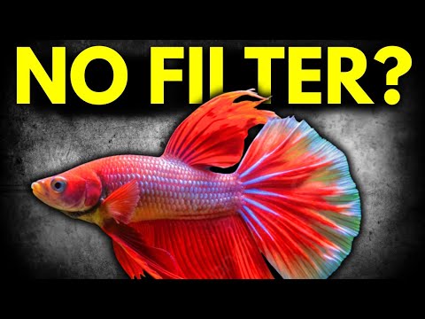 10 Fish You Can Keep Without a Filter Looking for the Fish that can be kept in a filterless tank? There is a big asterisk with this video,