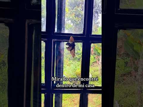 Mira lo que encontré en casa 🦋#parati #naturaleza #vidadecampo #farming