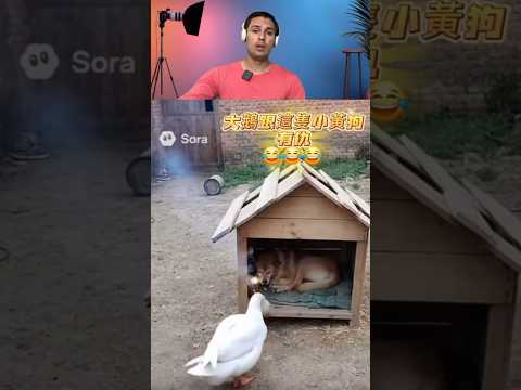 Happy Diwali dog ji #viral #trending