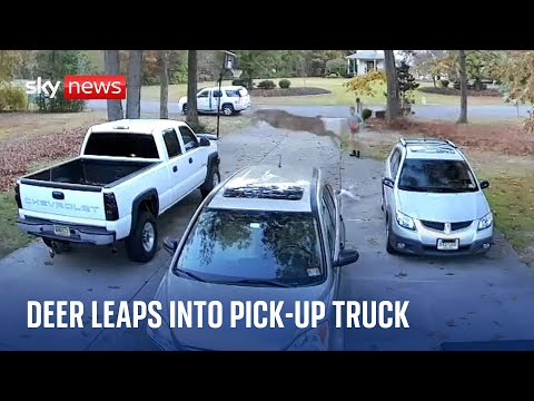 The buck stops here: Car-leaping deer costs truck owner