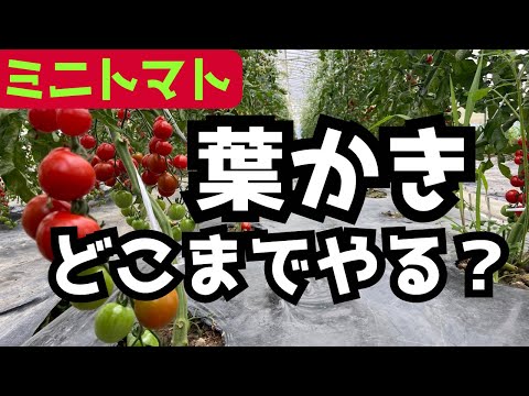 【ミニトマトの育て方】葉かきはどこまでやるべきか？