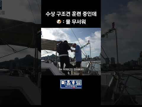 두끼의 치명적 귀여움 🐾 #shorts