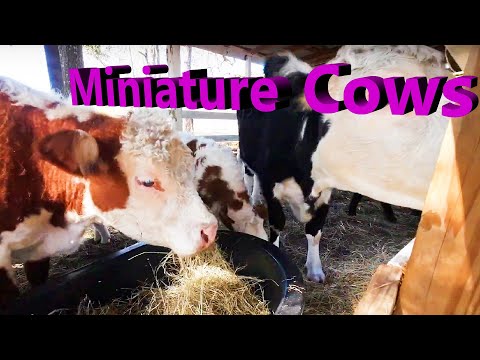 Mini Herefords and Mini Aberdeen Cows  Eating Hay
