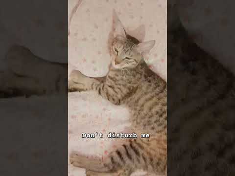 #catshorts #catlovers #cat #cats #funnycats #catlife #catvideos #catvideo #catlifes