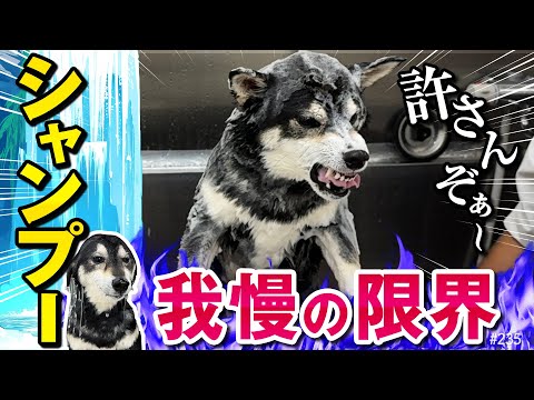 シャンプー中の柴犬が見せる驚きの表情とコミカルな展開 サムネイル