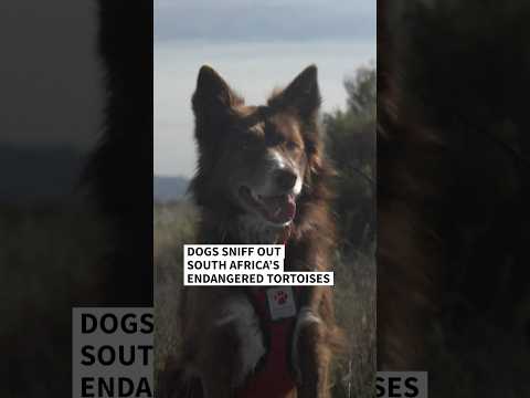 Dogs on the trail of South Africa's endangered tortoises | AFP #shorts