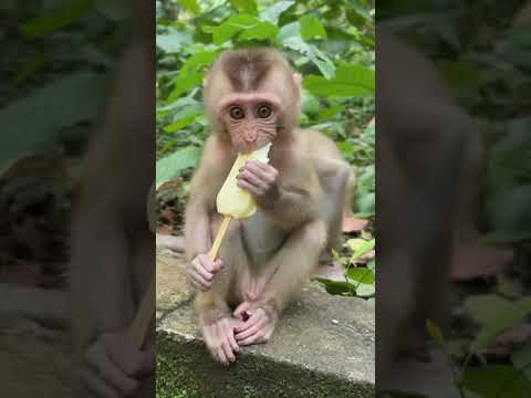 So innocent 🥺 #icecream #monkey #fyp