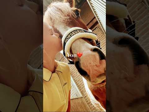 Till I found you❤️ 🕊️fly high Sammy🕊️ #horse #equestrian #pony #riding #edit