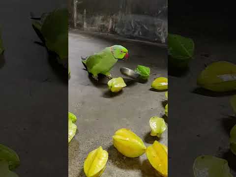 to much angry 🤬 parrot 🦜