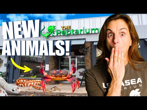 Meet The NEW Animals Taking Over The Old REPTARIUM It’s been a little while since we’ve shown you around the original Reptarium building, so we fig