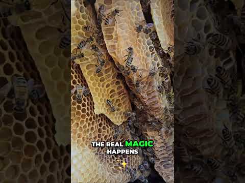 How bees make honey (and why they shouldn't be in your house) #bees #honey #pestcontrol