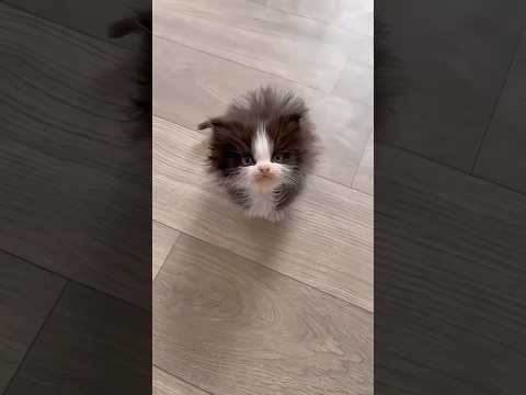 猫の気持ちを伝える癒しの可愛い動画 サムネイル