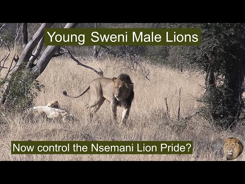 Four Young Sweni Male Lions Now In Control Of The Nsemani Lion Pride?