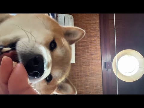 ココさんを下から見守り隊