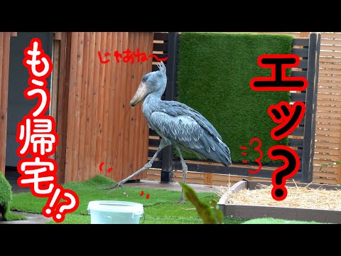 【午後早い時間に帰宅】もう帰ろうかな by ハシビロコウふたば【春のふたば2025-11】Futaba, Shoebill   spring  2025-11