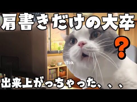 大学生生活で後悔していること5選 #猫ミーム #猫meme #猫マニ