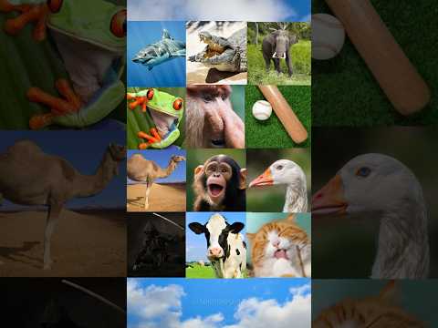 Brainrot On Real Life Fusion 😎🥶#shorts #brainrot #italianbrainrot #tungtungtungsahur #memes #anomali