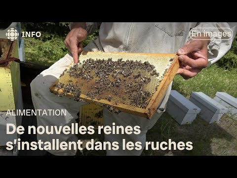 Les abeilles reprennent la production de miel