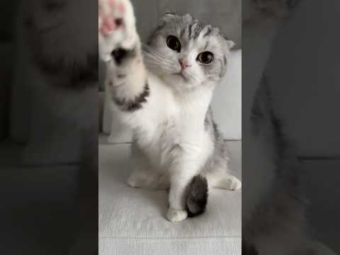 猫の動画サムネイル - 🐯 #cat #猫