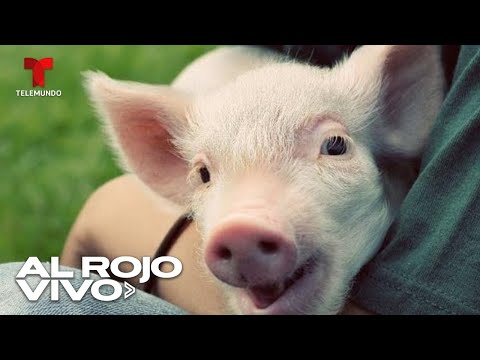Clientes miman cerdos en cafés de moda en Japón
